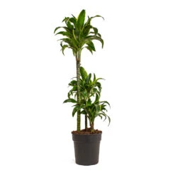 Dracaena Fragrans Dorado - Multi Stem 16 Dracaena Fragrans Dorado - Multi Stem -Hortology Plants Shop Dracaena fragrans Dorado Multi Stem 21cm