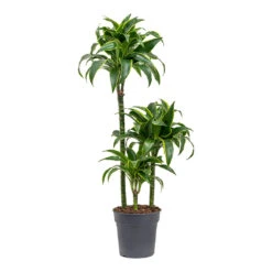 Dracaena Fragrans Dorado - Multi Stem 14 Dracaena Fragrans Dorado - Multi Stem -Hortology Plants Shop Dracaena fragrans Dorado Multi Stem