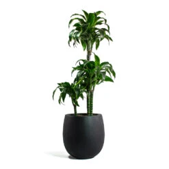 Dracaena Fragrans Dorado - Multi Stem 18 Dracaena Fragrans Dorado - Multi Stem -Hortology Plants Shop Dracaena fragrans Dorado Multi Stem Grigio Balloon Plant Pot Anthracite Concrete 9b86369d f126 415d bbd3 0137e64ba038