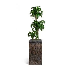 Dracaena Fragrans Dorado - Multi Stem 15 Dracaena Fragrans Dorado - Multi Stem -Hortology Plants Shop Dracaena fragrans Dorado Multi Stem Luxe Lite Layer Square Planter Bronze