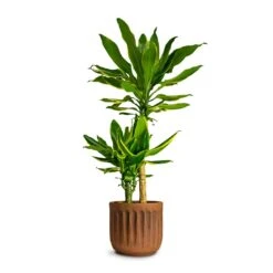 Dracaena Fragrans Golden Coast - Multi Stem 20 Dracaena Fragrans Golden Coast - Multi Stem -Hortology Plants Shop Dracaena fragrans Gold Coast Multi Stem 19x100cm Houseplant Plant Pot Duncan Rust 14x13cm c34d9826 1b16 48a0 87ba e44beb98e4c5