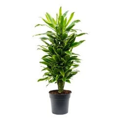 Dracaena Fragrans Golden Coast - Branched 16 Dracaena Fragrans Golden Coast - Branched -Hortology Plants Shop Dracaena fragrans Golden Coast Branched 27cm