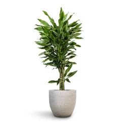 Dracaena Fragrans Golden Coast - Branched 15 Dracaena Fragrans Golden Coast - Branched -Hortology Plants Shop Dracaena fragrans Golden Coast Branched 27x110cm Cas Plant Pot Cool Grey 36x32cm 4cccdb80 118f 46d2 9e0e 0e14df216cb3
