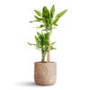 Dracaena Fragrans Golden Coast - Multi Stem 1 Dracaena Fragrans Golden Coast - Multi Stem -Hortology Plants Shop Dracaena fragrans Golden Coast Multi Stem 17x70cm 2 stems Maxim Plant Pot Shiny Sand 24x22cm