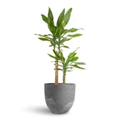 Dracaena Fragrans Golden Coast - Multi Stem 19 Dracaena Fragrans Golden Coast - Multi Stem -Hortology Plants Shop Dracaena fragrans Golden Coast Multi Stem 17x70cm 2 stems Bola Artstone Plant Pot Grey 28x24cm d9e487f5 5dcf 4a4d 856d 8a4cfe78f51b