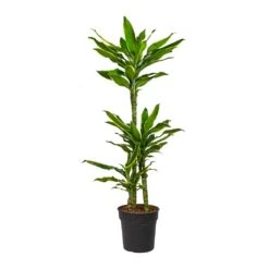 Dracaena Fragrans Golden Coast - Multi Stem 22 Dracaena Fragrans Golden Coast - Multi Stem -Hortology Plants Shop Dracaena fragrans Golden Coast Multi Stem
