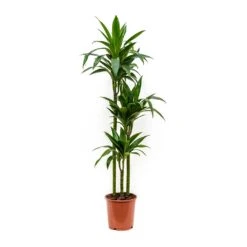 Dracaena Fragrans Janet Craig - Multi Stem -Hortology Plants Shop Dracaena fragrans Janet Craig Multi Stem