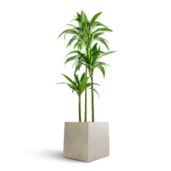 Grigio Cube Planter - Antique White Concrete 17 Grigio Cube Planter - Antique White Concrete -Hortology Plants Shop Dracaena fragrans Janet Craig Multi Stem 24x135cm 3 stems Grigio Cube Planter Antique White Concrete 30x30x30cm ace2f845 18f5 4494 974e 45d3c7325fb2