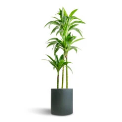Max Refined Planter - Pine Green -Hortology Plants Shop Dracaena fragrans Janet Craig Multi Stem 24x135cm 3 stems Max Refined Planter Pine Green 29x29.5cm 7156306c 408b 4c4b 8ded 10917e15ea18