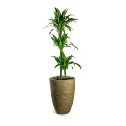 Dracaena Fragrans Janet Craig - Multi Stem -Hortology Plants Shop Dracaena fragrans Janet Craig Multi Stem Ben Plant Pot Straw Grass