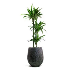 Dracaena Fragrans Janet Craig - Multi Stem -Hortology Plants Shop Dracaena fragrans Janet Craig Multi Stem Opus Hit Darcy Planter Silver 188e73ad 04ec 4c7c 8464 a99a9fb334de