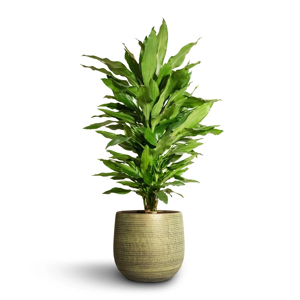 Lydia Plant Pot - Shiny Green 11 Lydia Plant Pot - Shiny Green - Image 9