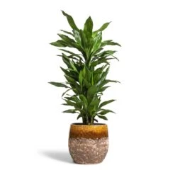 Lindy Plant Pot - Ochre 35 Lindy Plant Pot - Ochre -Hortology Plants Shop Dracaena fragrans Janet Lind Branched 24x95cm Lindy Plant Pot Ochre 30x25cm c3b5336e ca1e 4cec 875e 7875a9b9bdf1