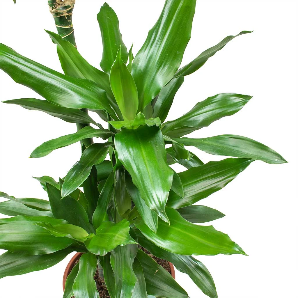 Dracaena Janet Lind - Multi Stem - HydroCare 4 Dracaena Janet Lind - Multi Stem - HydroCare - Image 3