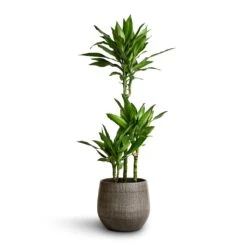 Dracaena Fragrans Janet Lind - Multi Stem -Hortology Plants Shop Dracaena fragrans Janet Lind Multi Stem 21x100 Esra Plant Pot Mystic Grey 26x26cm
