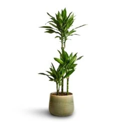 Iris Plant Pot - Mint 33 Iris Plant Pot - Mint -Hortology Plants Shop Dracaena fragrans Janet Lind Multi Stem 21x100 Iris Plant Pot Mint 26x21cm 9f6f8b07 7fde 4473 8011 8f89c23452a6