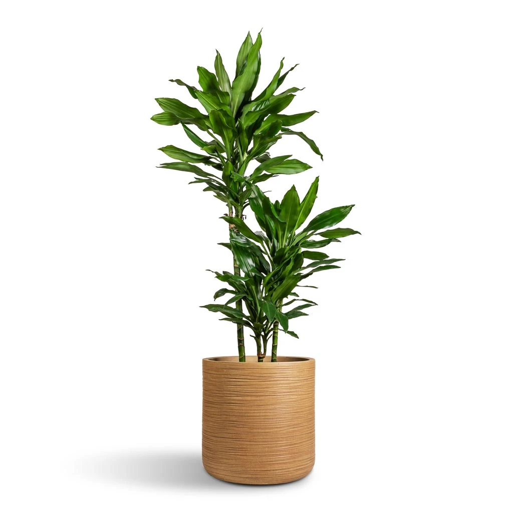 Dune Cylinder Planter - Almond 9 Dune Cylinder Planter - Almond - Image 7