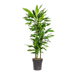 Dracaena Fragrans Janet Lind - Multi Stem -Hortology Plants Shop Dracaena fragrans Janet Lind Multi Stem 21x110cm 3 stems