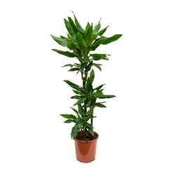 Dracaena Fragrans Janet Lind - Multi Stem -Hortology Plants Shop Dracaena fragrans Janet Lind Multi Stem