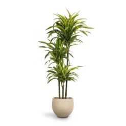 Dracaena Fragrans Lemon Lime - Multi Stem -Hortology Plants Shop Dracaena fragrans Lemon Lime 3MultiStem 24 x 140cm Mini Orb Kevan Plant Pot Grey Washed 32x28cm