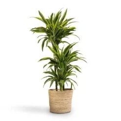 Selin Plant Basket - Jute -Hortology Plants Shop Dracaena fragrans Lemon Lime 3MultiStem 24x140cm Selin Plant Basket Jute 30x26cm 3faf3aa5 284f 4124 83c6 74ac7eaab0f8