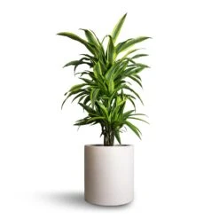 Dracaena Fragrans Lemon Lime - Branched -Hortology Plants Shop Dracaena fragrans Lemon Lime Branched 21x70cm Max Refined Planter Natural White 29x29.5cm