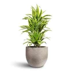 Grigio New Egg Pot Planter - Natural Concrete -Hortology Plants Shop Dracaena fragrans Lemon Lime Branched 24x90cm Grigio New Egg Pot Planter Natural Concrete 36x31cm 1