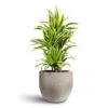 Dracaena Fragrans Lemon Lime - Branched