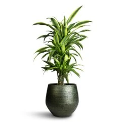 Dracaena Fragrans Lemon Lime - Branched -Hortology Plants Shop Dracaena fragrans Lemon Lime Branched 24x90cm Noor Plant Pot Velvet Green 33x30cm