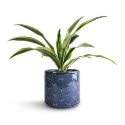Dracaena Fragrans Lemon Lime - Head 22 Dracaena Fragrans Lemon Lime - Head -Hortology Plants Shop Dracaena fragrans Lemon Lime Head 12x35cm Arley Plant Pot Blue Dragonfly 14.5x15.5cm