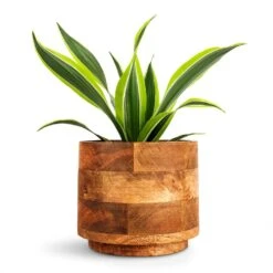 Dracaena Fragrans Lemon Lime - Head 24 Dracaena Fragrans Lemon Lime - Head -Hortology Plants Shop Dracaena fragrans Lemon Lime Head 12x35cm Helle Plant Pot Natural 16x14cm