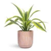 Dracaena Fragrans Lemon Lime - Head 2 Dracaena Fragrans Lemon Lime - Head -Hortology Plants Shop Dracaena fragrans Lemon Lime Head 17x50cm Cille Plant Pot Vintage Pink 21x20cm