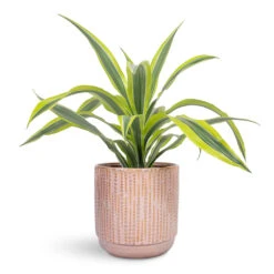 Dracaena Fragrans Lemon Lime - Head