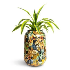 Lammie Planter - Berry Blue 19 Lammie Planter - Berry Blue -Hortology Plants Shop Dracaena fragrans Lemon Lime Head 17x50cm Lammie Planter Berry Blue 30x42cm 1