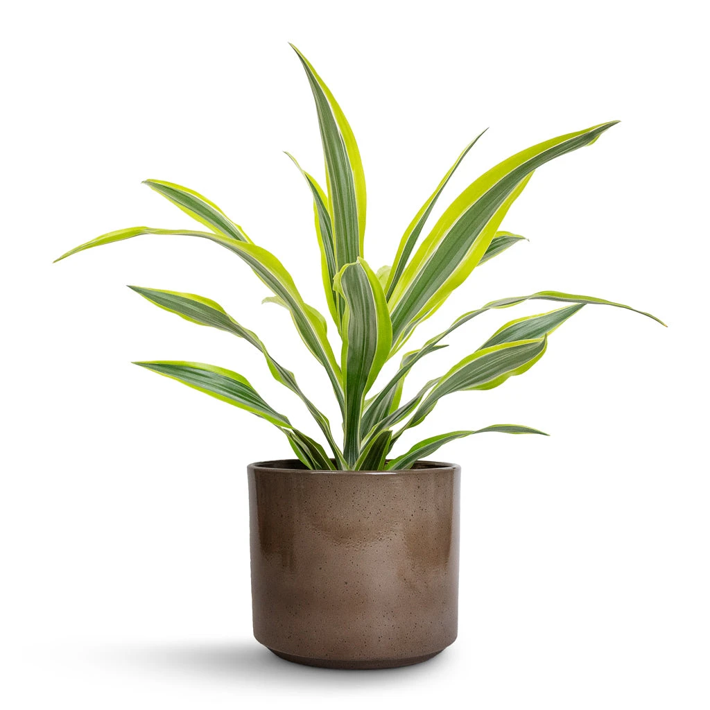 Dracaena Fragrans Lemon Lime - Head 7 Dracaena Fragrans Lemon Lime - Head - Image 5