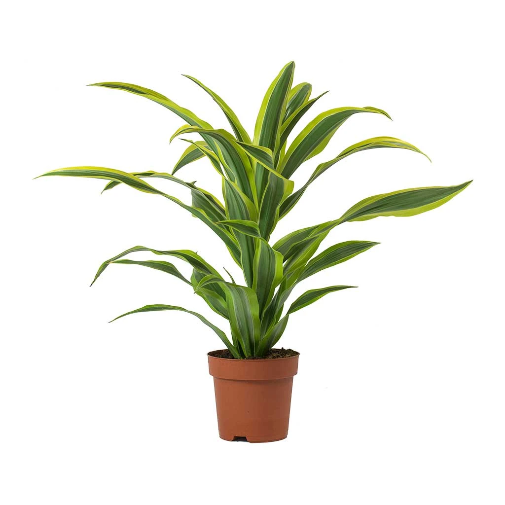 Dracaena Fragrans Lemon Lime - Head 6 Dracaena Fragrans Lemon Lime - Head - Image 4