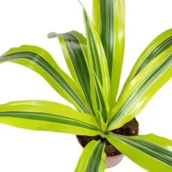 Dracaena Fragrans Lemon Lime - Head 26 Dracaena Fragrans Lemon Lime - Head -Hortology Plants Shop Dracaena fragrans Lemon Lime Head Leaves