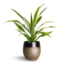 Dracaena Fragrans Lemon Lime - Head 21 Dracaena Fragrans Lemon Lime - Head -Hortology Plants Shop Dracaena fragrans Lemon Lime Head Mya Plant Pot Deep Champagne