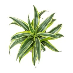 Dracaena Fragrans Lemon Lime - Head 18 Dracaena Fragrans Lemon Lime - Head -Hortology Plants Shop Dracaena fragrans Lemon Lime Head Small Leaves