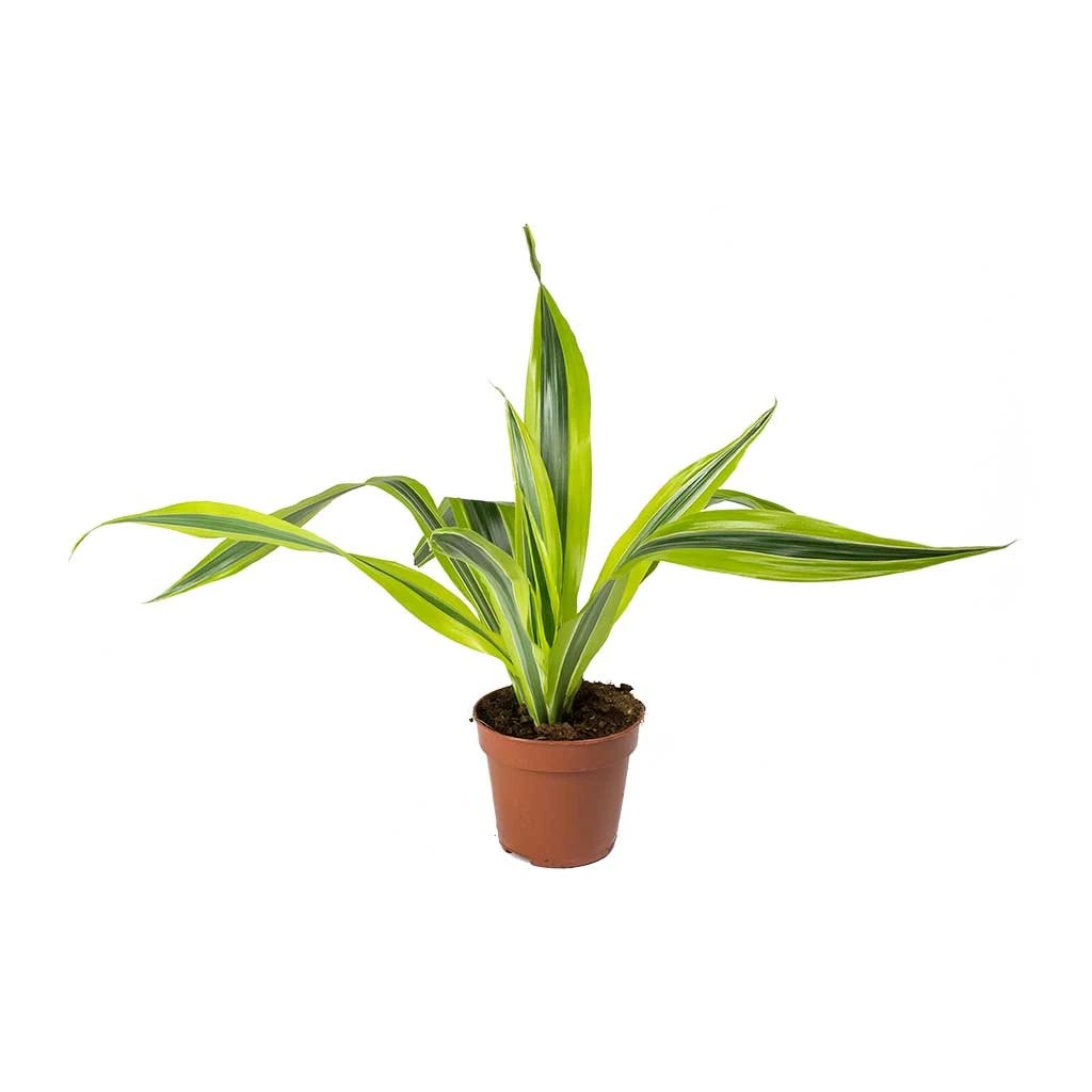 Dracaena Fragrans Lemon Lime - Head 12 Dracaena Fragrans Lemon Lime - Head - Image 10