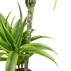 Dracaena Lemon Lime - Multi Stem - HydroCare 23 Dracaena Lemon Lime - Multi Stem - HydroCare -Hortology Plants Shop Dracaena fragrans Lemon Lime Leaves f0cd484d ee10 45ce bbcf 37fd2b6d17f7