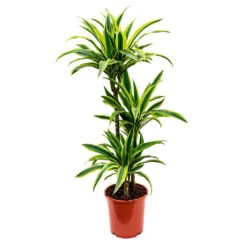 Dracaena Fragrans Lemon Lime - Multi Stem -Hortology Plants Shop Dracaena fragrans Lemon Lime Multi Stem 110cm