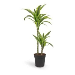 Dracaena Fragrans Lemon Lime - Multi Stem -Hortology Plants Shop Dracaena fragrans Lemon Lime Multi Stem 19 x 100cm 2 stems