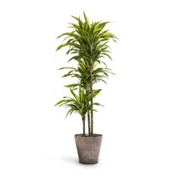 Dracaena Fragrans Lemon Lime - Multi Stem -Hortology Plants Shop Dracaena fragrans Lemon Lime Multi Stem 24 x 140cm Claire Artstone Plant Pot Grey 32x29cm