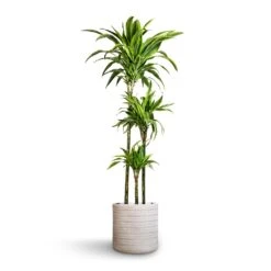 Dracaena Fragrans Lemon Lime - Multi Stem -Hortology Plants Shop Dracaena fragrans Lemon Lime Multi Stem 24x140cm 3stems Angle Cylinder Plant Pot White 30x30cm 6af1624b 28f0 4db1 b46c 44cb706e29b1