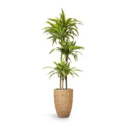 Ben Plant Pot - Straw Grass -Hortology Plants Shop Dracaena fragrans Lemon Lime Multi Stem 24x140cm 3stems Ben Plant Pot Straw Grass 30x41cm