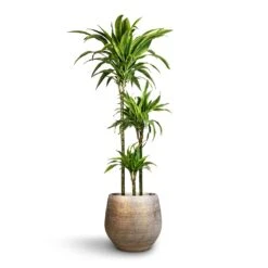 Dracaena Fragrans Lemon Lime - Multi Stem -Hortology Plants Shop Dracaena fragrans Lemon Lime Multi Stem 24x140cm 3stems Noor Plant Pot Metallic Grey 36x33cm 2
