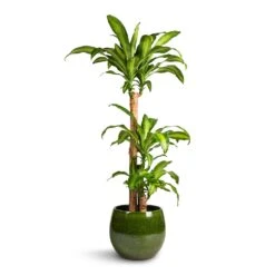 Dracaena Fragrans Massangeana - Multi Stem