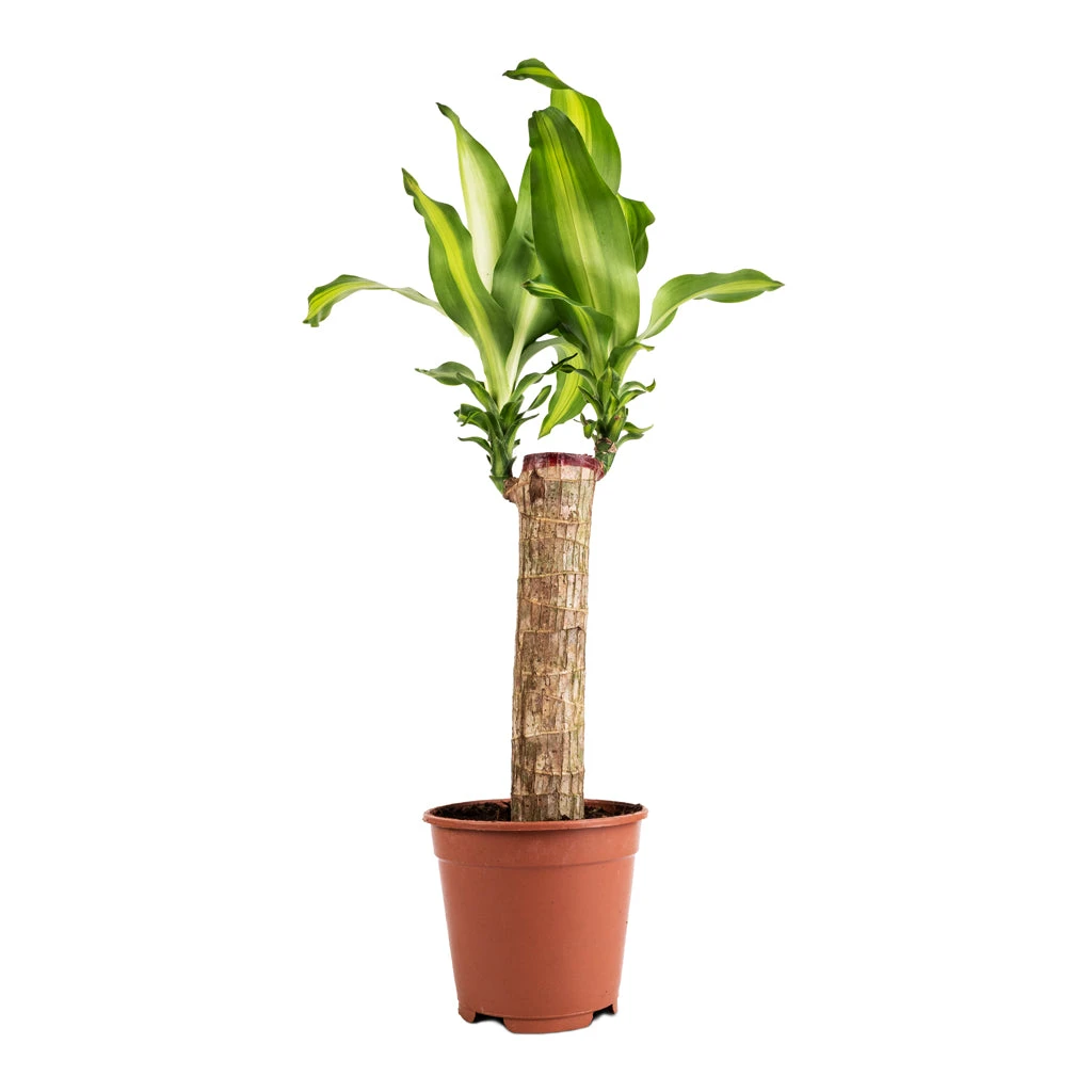 Dracaena Fragrans Massangeana - Single Stem 5 Dracaena Fragrans Massangeana - Single Stem - Image 3
