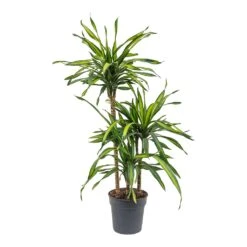 Dracaena Fragrans Riki - Multi Stem 16 Dracaena Fragrans Riki - Multi Stem -Hortology Plants Shop Dracaena fragrans Riki Multi Stem 21cm